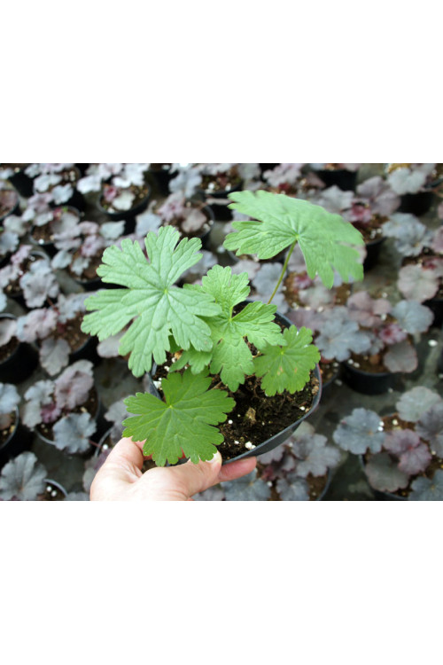 Bodziszek 'Dragon Heart' Geranium