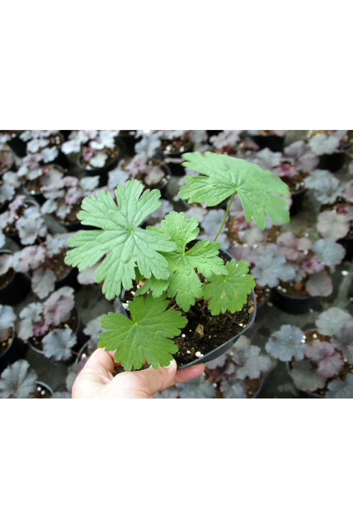 Bodziszek 'Dragon Heart' Geranium