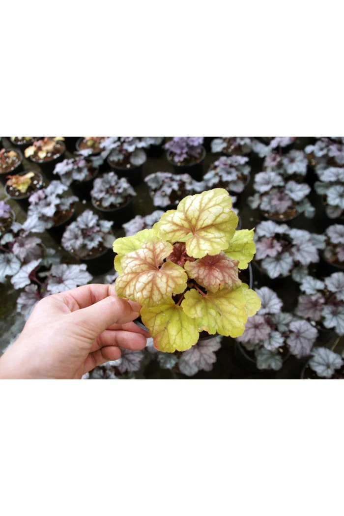 Żurawka 'Champagne' | Heuchera