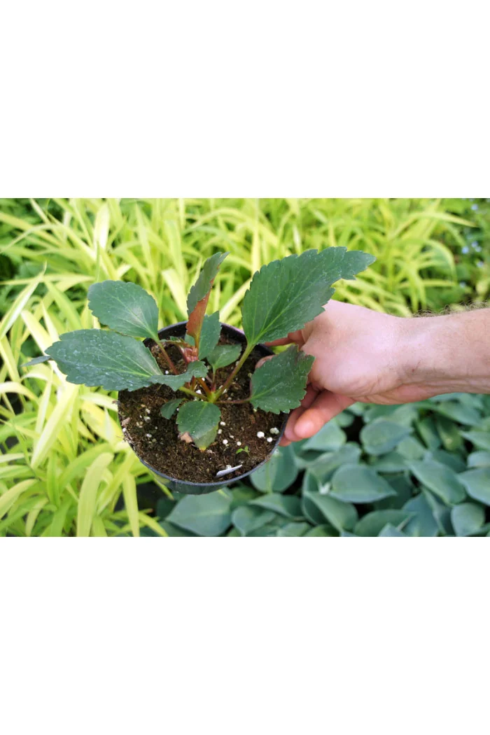 Mukgenia 'Nova Flame' Mukgenia