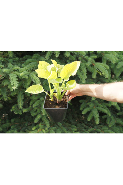 Funkia 'Glad Tidings' Hosta