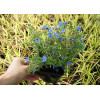 Litodora 'Heavenly Blue' | Lithodora diffusa