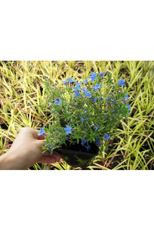 Litodora 'Heavenly Blue' | Lithodora diffusa
