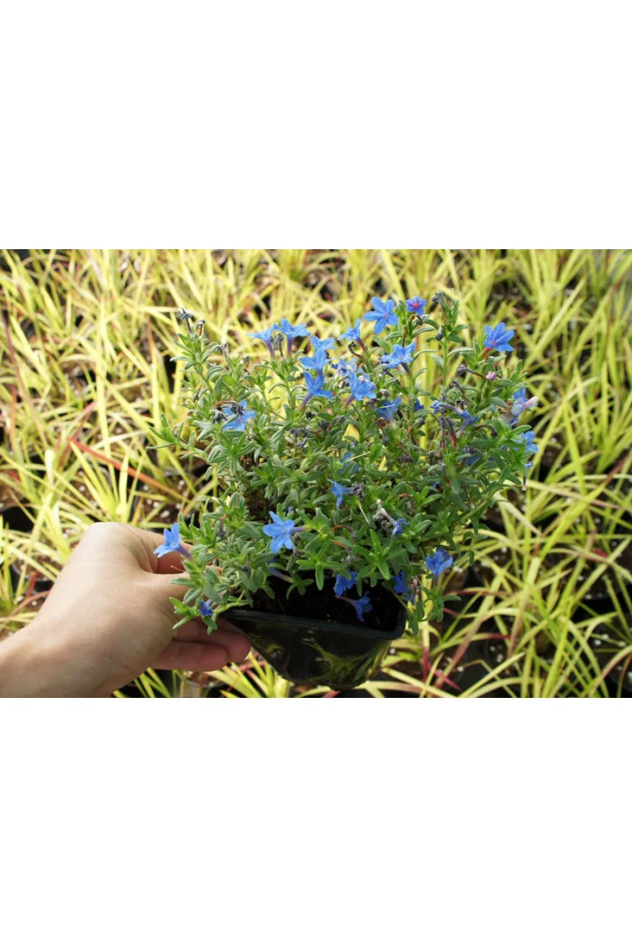 Litodora 'Heavenly Blue' | Lithodora diffusa