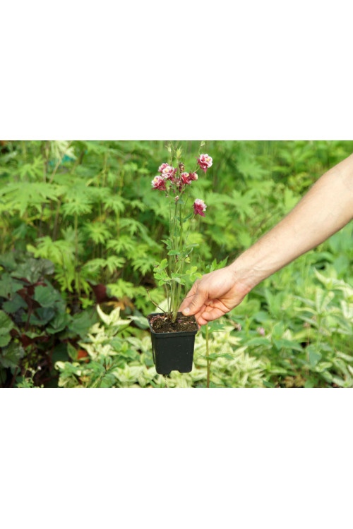 Orlik pospolity 'Winky Red and White Double' | Aquilegia vulgaris