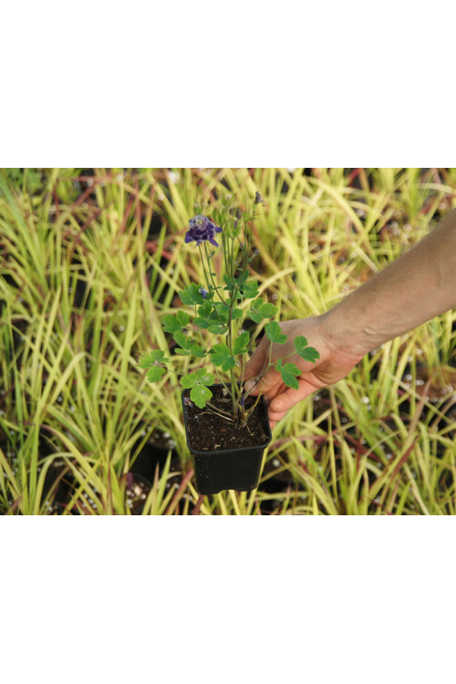 Orlik 'Winky Blue and White Double' | Aquilegia vulgaris