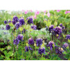 Orlik 'Winky Blue and White Double' | Aquilegia vulgaris