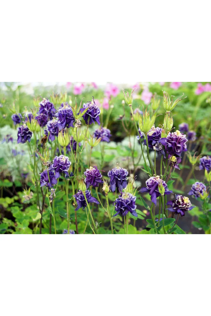 Orlik 'Winky Blue and White Double' | Aquilegia vulgaris