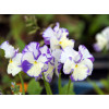 Bratek 'Rebecca' Viola cortuna