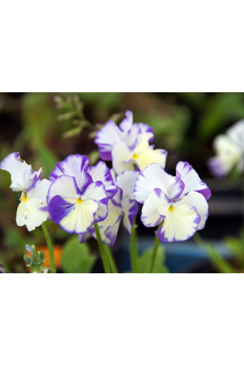 Bratek 'Rebecca' Viola cortuna