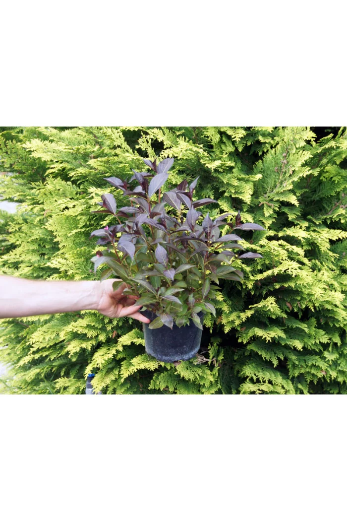 Krzewuszka cudowna 'Alexandra' (Wine & Roses) | Weigela florida