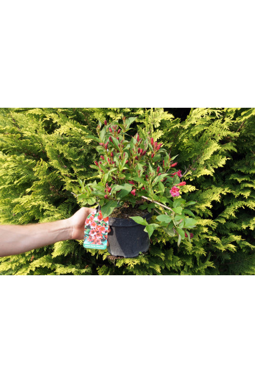 Krzewuszka cudowna 'Bristol Ruby' Weigela florida