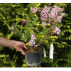 Lilak Meyera 'Palibin' | Syringa meyerii
