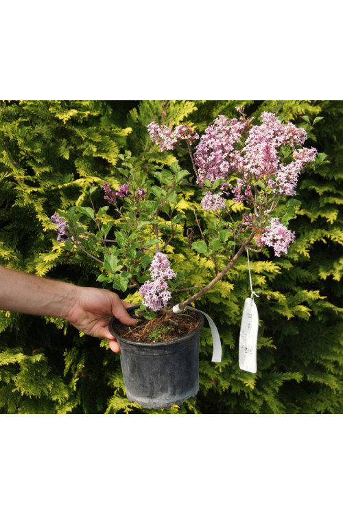 Lilak Meyera 'Palibin' | Syringa meyerii