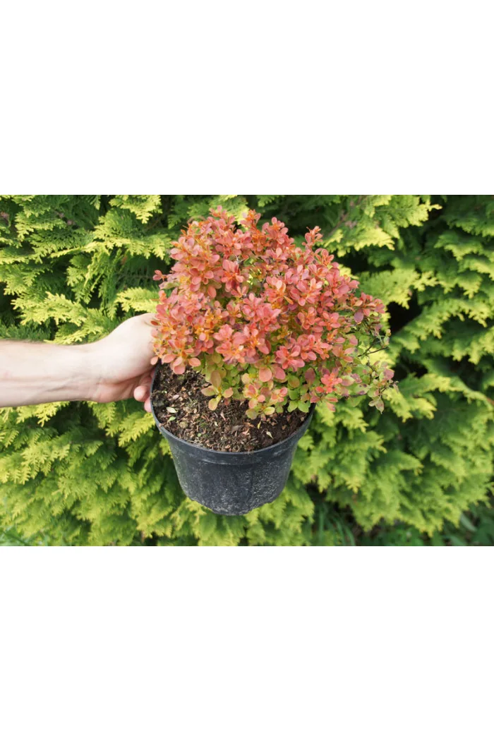 Berberys Thunberga 'Admiration' | Berberis thunbergii