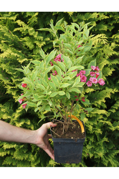 Krzewuszka cudowna 'French Lace Brigela' Weigela florida