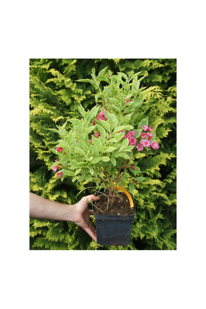 Krzewuszka cudowna 'French Lace Brigela' Weigela florida