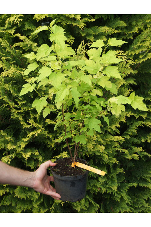 Pęcherznica kalinolistna 'Luteus' Physocarpus opulifolius