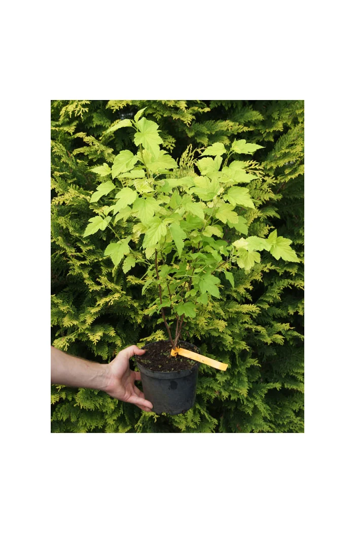 Pęcherznica kalinolistna 'Luteus' Physocarpus opulifolius