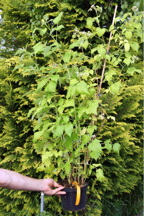 Malina 'Malling Promise' | Rubus idaeus