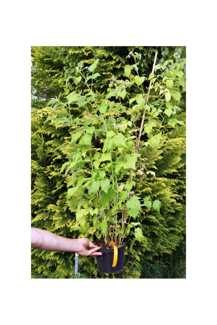 Malina 'Malling Promise' | Rubus idaeus