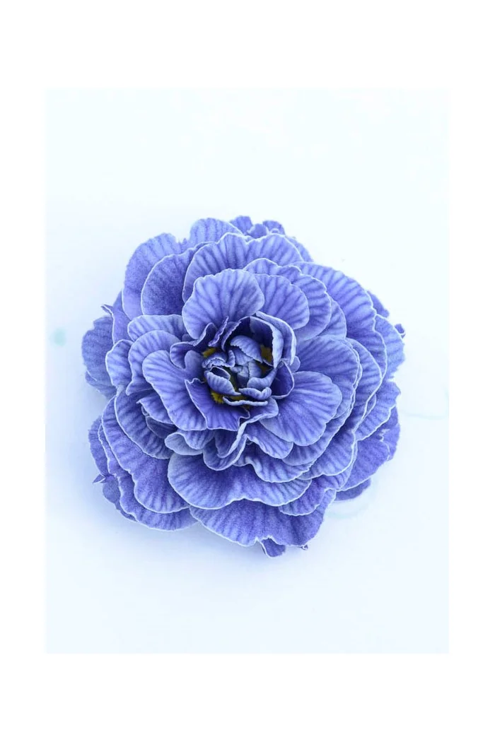 Pierwiosnek 'Belarina® Baltic Blue' | Primula