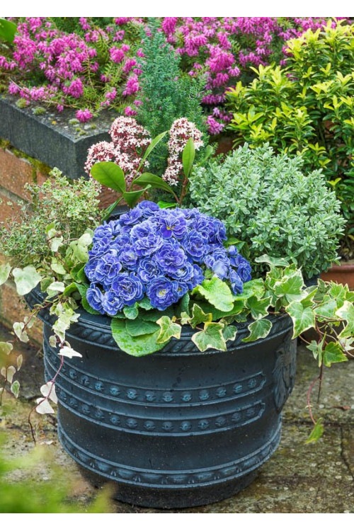 Pierwiosnek 'Belarina® Baltic Blue' | Primula