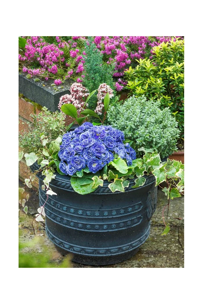 Pierwiosnek 'Belarina® Baltic Blue' | Primula