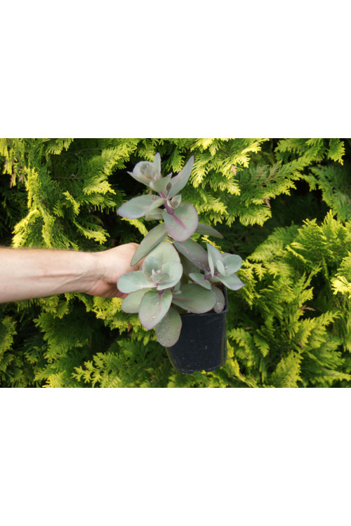 Rozchodnik 'Xenox' | Sedum