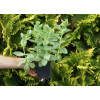 Rozchodnik karpacki 'Sunkissed' Sedum telephium