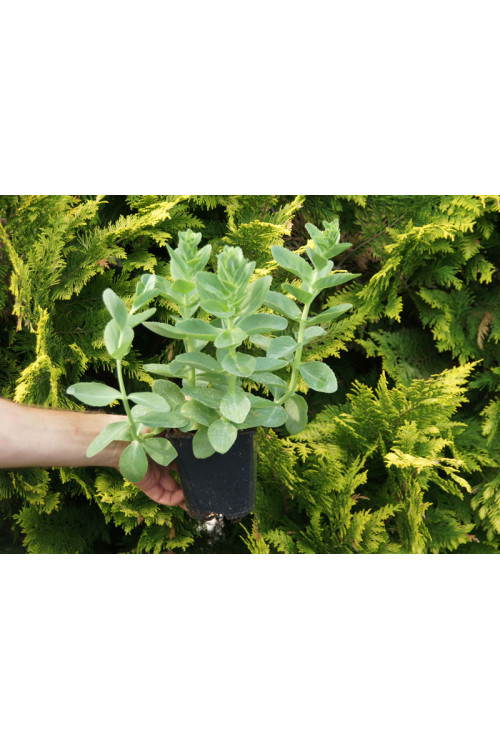 Rozchodnik karpacki 'Sunkissed' Sedum telephium