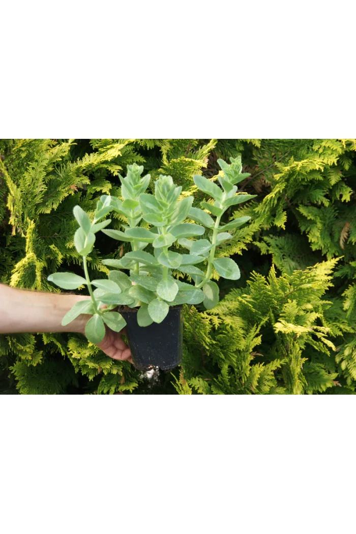 Rozchodnik karpacki 'Sunkissed' Sedum telephium