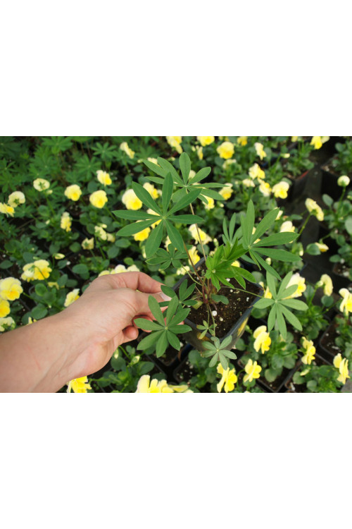 Łubin niski 'Gallery Blue' | Lupinus nanus russell