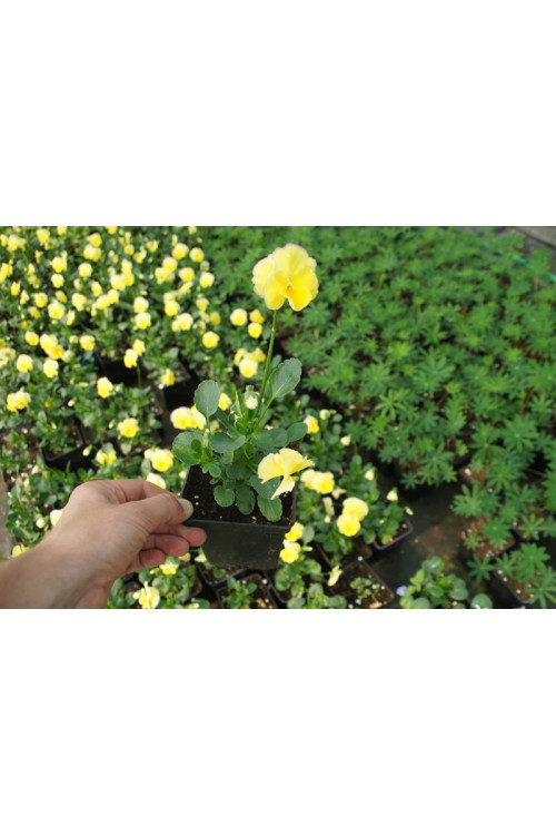 Bratek 'Etain' Viola cortuna