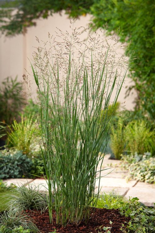 Proso rózgowate 'Heavy Metal' | Panicum virgatum