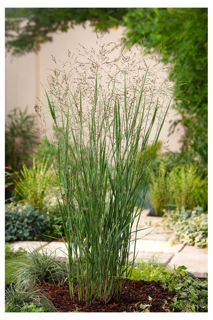 Proso rózgowate 'Heavy Metal' | Panicum virgatum