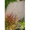 Proso rózgowate 'Shenandoah' | Panicum virgatum