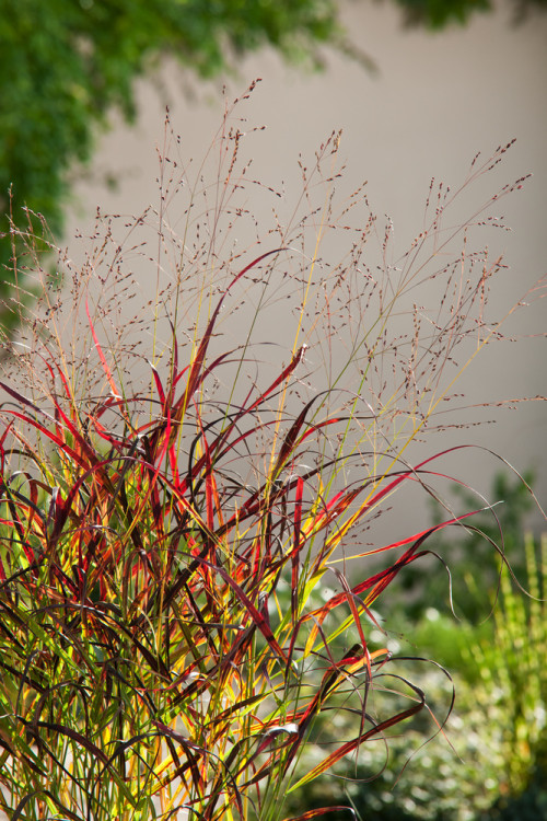 Proso rózgowate 'Shenandoah' | Panicum virgatum