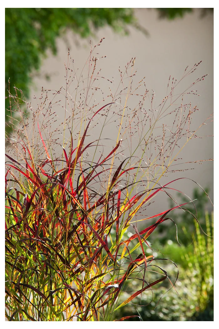 Proso rózgowate 'Shenandoah' | Panicum virgatum