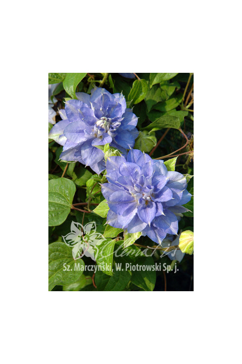 Powojnik 'Mazury' Clematis