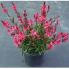 Gaura 'Gaudi Red' | Gaura