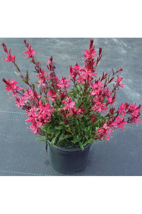 Gaura 'Gaudi Red' | Gaura