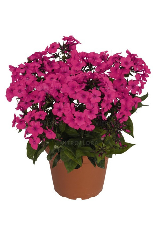 Floks wiechowaty 'Famous Magenta' | Phlox panniculata