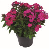Floks wiechowaty 'Famous Magenta' | Phlox panniculata