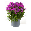Floks wiechowaty 'Ka Pow Purple' | Phlox panniculata