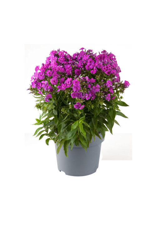 Floks wiechowaty 'Ka Pow Purple' | Phlox panniculata