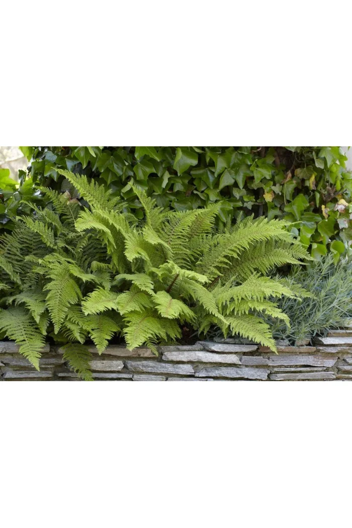 Paprotnik szczecinkozębny 'Herrenhausen' | Polystichum setiferum