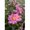Zawilec japoński 'Bressingham Glow' | Anemone japonica