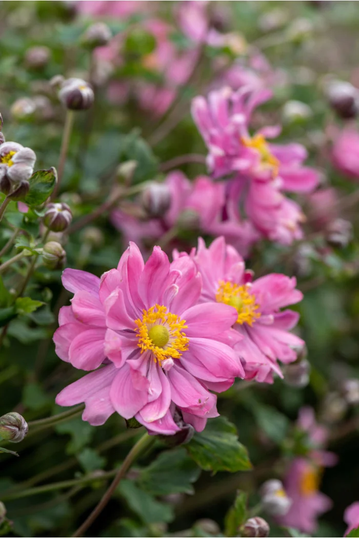 Zawilec japoński 'Bressingham Glow' | Anemone japonica
