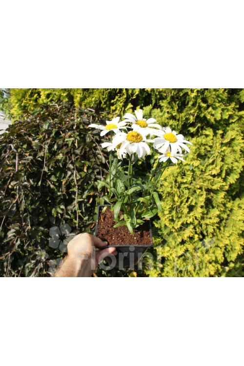 Złocień wielki Dwarf Snow Lady, Leucanthemum x superbum